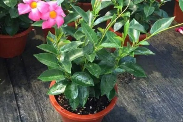 万里飘香藤的养殖方法，适合生长在光照充足的环境中