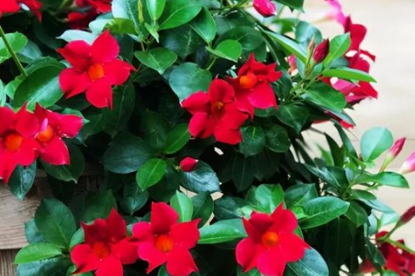 万里飘香藤的养殖方法，适合生长在光照充足的环境中