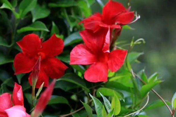 万里飘香藤的养殖方法，适合生长在光照充足的环境中