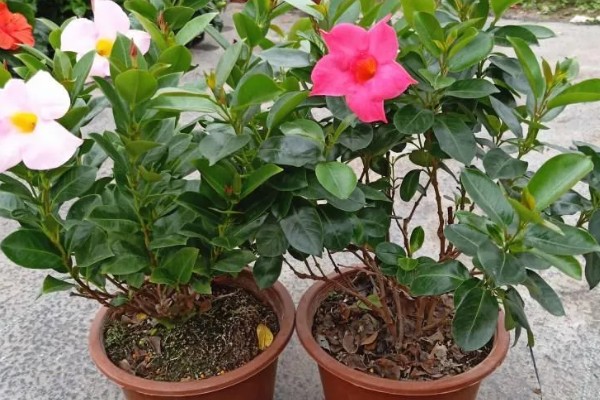 万里飘香藤的养殖方法，适合生长在光照充足的环境中