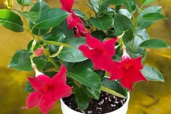 万里飘香藤的养殖方法，适合生长在光照充足的环境中