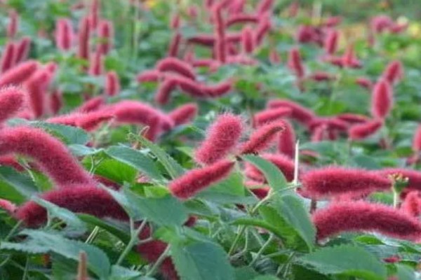 狗尾红花与什么相似，长有细密的柔毛很像狗尾巴