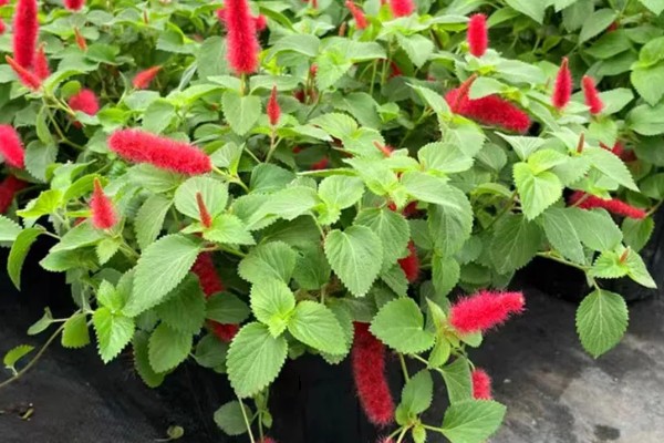 狗尾红花与什么相似，长有细密的柔毛很像狗尾巴