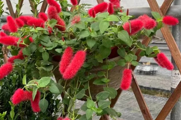 狗尾红花与什么相似，长有细密的柔毛很像狗尾巴