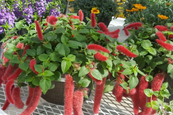 狗尾红花与什么相似，长有细密的柔毛很像狗尾巴