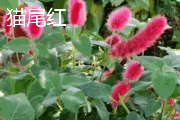 狗尾红花与什么相似，长有细密的柔毛很像狗尾巴
