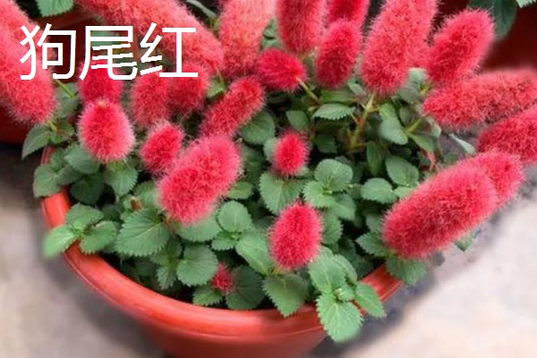 狗尾红花与什么相似，长有细密的柔毛很像狗尾巴