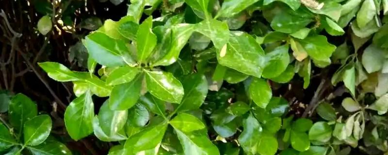 春季果树常见的病虫害，虫害有蚜虫、金龟子等