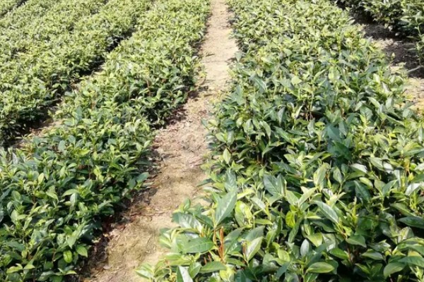 银针茶叶的产地,产自福建省福鼎县太姥山
