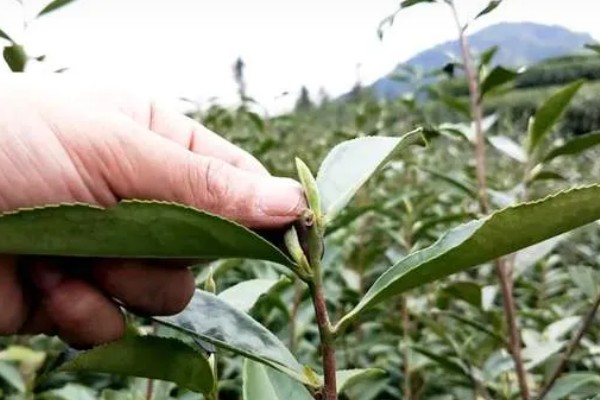 银针茶叶的产地,产自福建省福鼎县太姥山