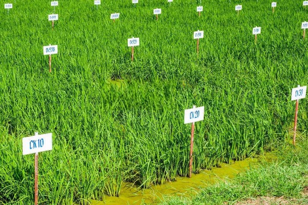 栽培稻的发源地，非洲栽培稻起源于尼日利亚