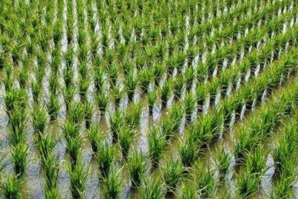 栽培稻的发源地，非洲栽培稻起源于尼日利亚