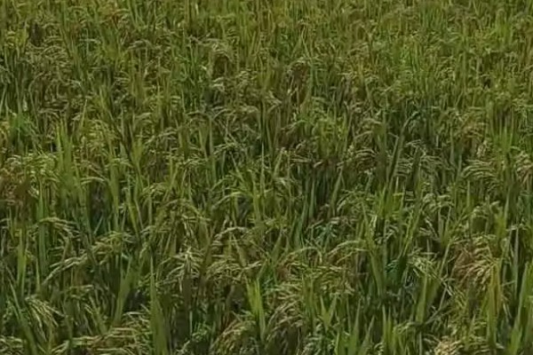 栽培稻的发源地，非洲栽培稻起源于尼日利亚