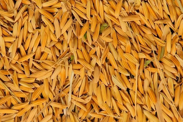 栽培稻的发源地，非洲栽培稻起源于尼日利亚