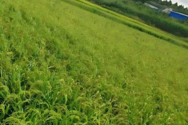 栽培稻的发源地，非洲栽培稻起源于尼日利亚