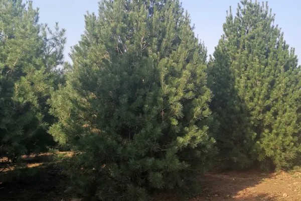 白皮松生长在哪些地方种植，生长于海拔500-1800米的地区