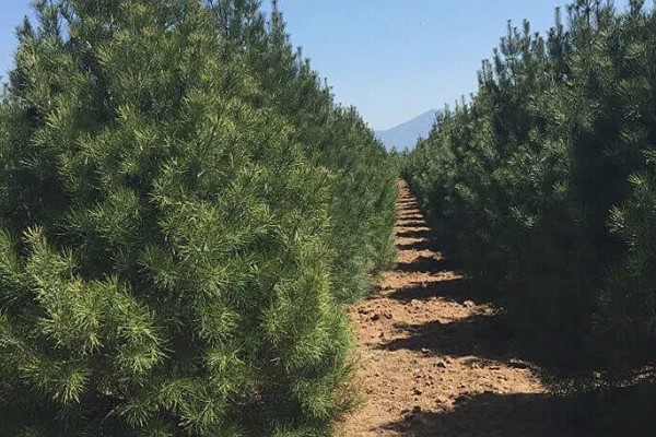 白皮松生长在哪些地方种植，生长于海拔500-1800米的地区