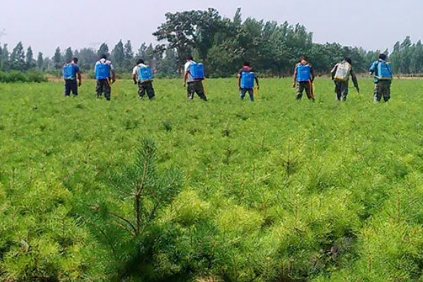 白皮松生长在哪些地方种植，生长于海拔500-1800米的地区