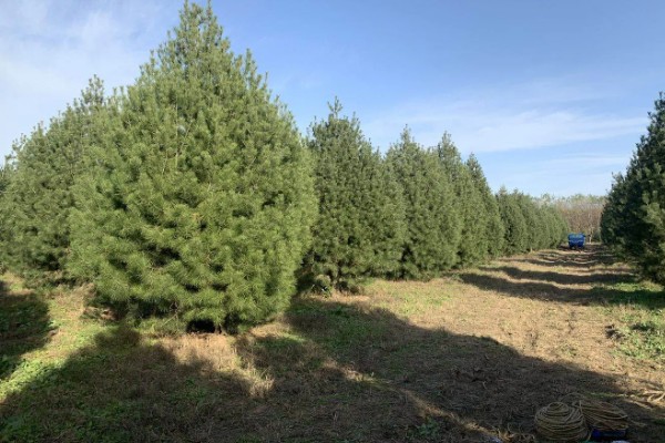 白皮松生长在哪些地方种植，生长于海拔500-1800米的地区