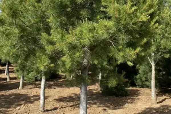 白皮松生长在哪些地方种植，生长于海拔500-1800米的地区