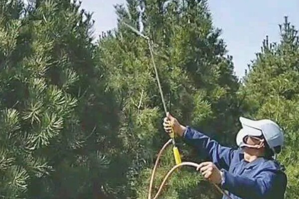 白皮松生长在哪些地方种植，生长于海拔500-1800米的地区