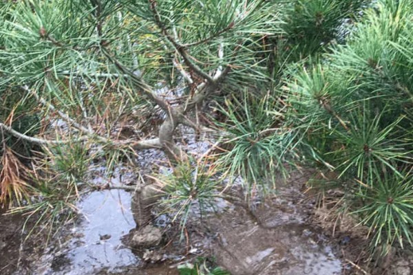 白皮松生长在哪些地方种植，生长于海拔500-1800米的地区