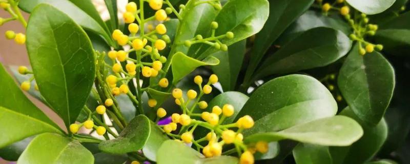 米兰花的叶片为何发黄掉落，光照强烈、施肥过多都是常见原因