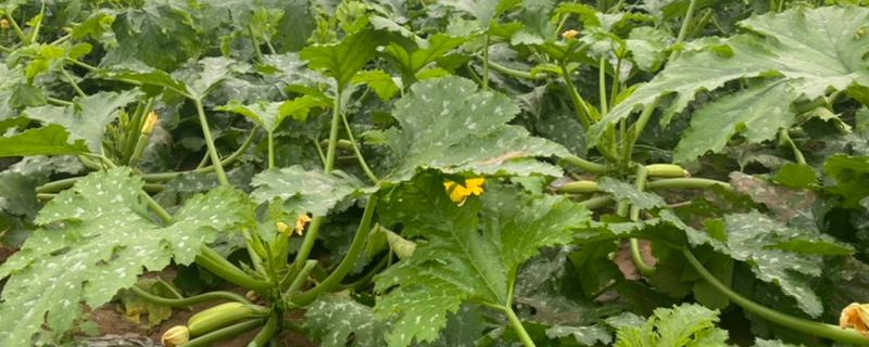 西葫芦怎么种植，注意剪除枯黄枝、虫害枝和病弱枝