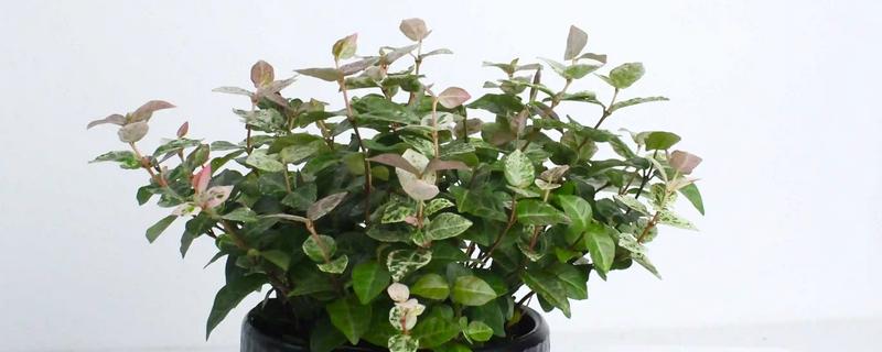 络石盆景的养殖方法，添加骨粉和磷钾肥可提高观赏性