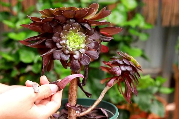 怎么养黑法师,适宜的生长温度为20-25℃