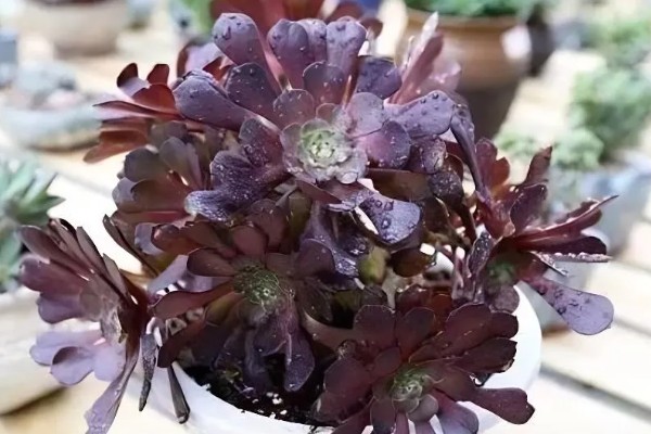 怎么养黑法师,适宜的生长温度为20-25℃