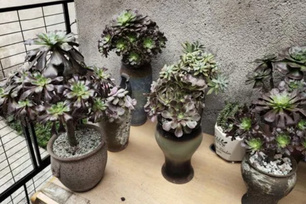 怎么养黑法师,适宜的生长温度为20-25℃