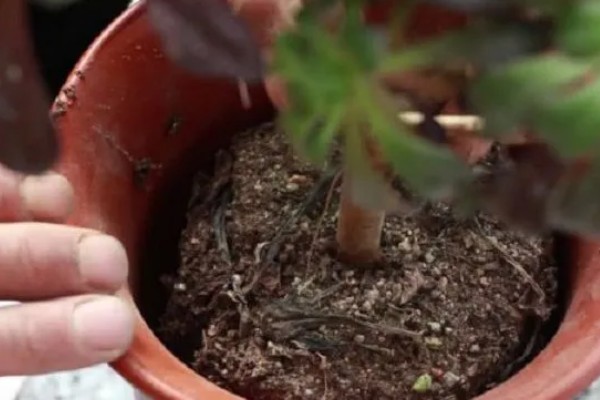 怎么养黑法师,适宜的生长温度为20-25℃