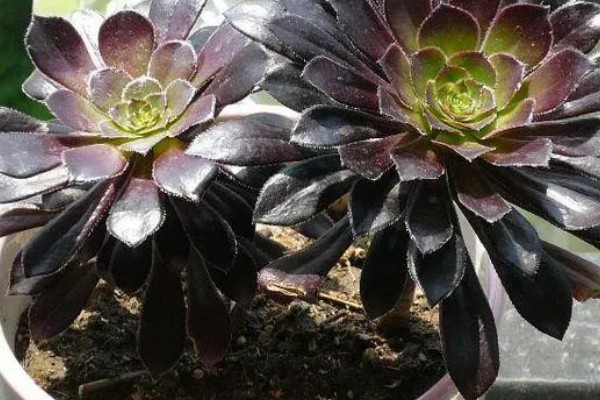 怎么养黑法师,适宜的生长温度为20-25℃