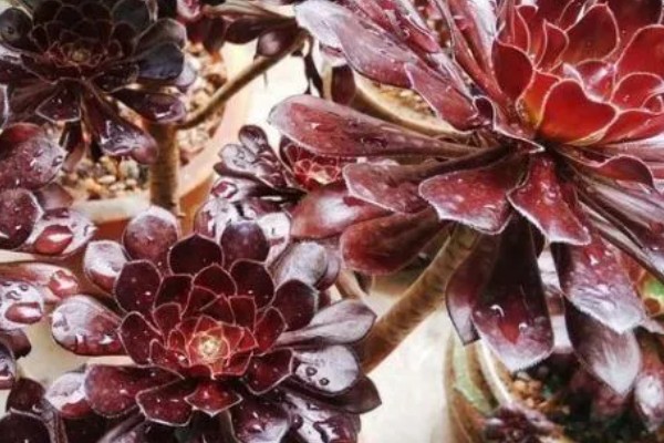 怎么养黑法师,适宜的生长温度为20-25℃