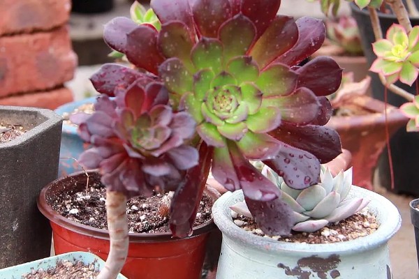 怎么养黑法师,适宜的生长温度为20-25℃