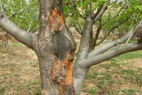 春季果树常见的病虫害，虫害有蚜虫、金龟子等