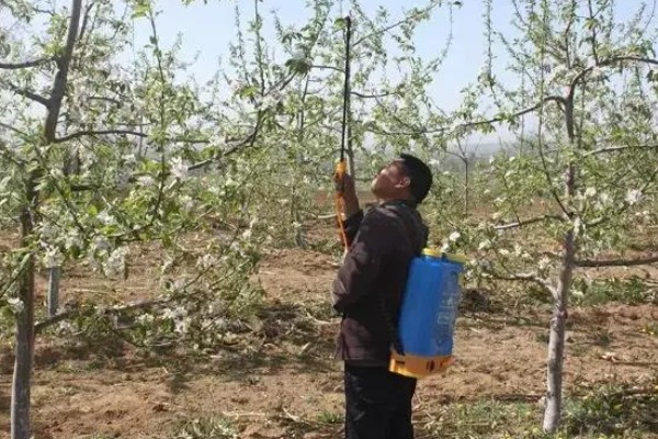 春季果树常见的病虫害，虫害有蚜虫、金龟子等