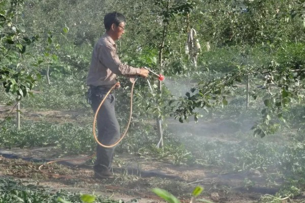 春季果树常见的病虫害，虫害有蚜虫、金龟子等