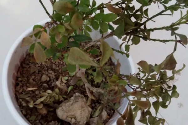 米兰花的叶片为何发黄掉落，光照强烈、施肥过多都是常见原因