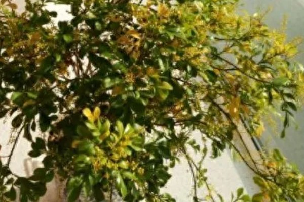 米兰花的叶片为何发黄掉落，光照强烈、施肥过多都是常见原因