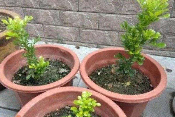 米兰花的叶片为何发黄掉落，光照强烈、施肥过多都是常见原因