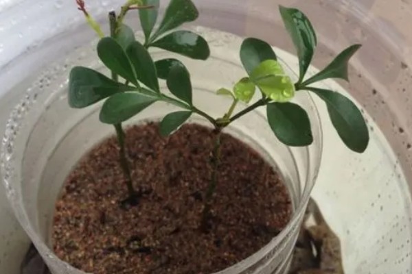 米兰花的叶片为何发黄掉落，光照强烈、施肥过多都是常见原因