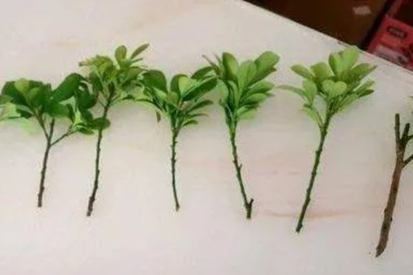 米兰花的叶片为何发黄掉落，光照强烈、施肥过多都是常见原因