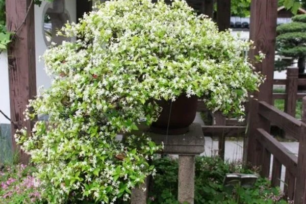 络石盆景的养殖方法，添加骨粉和磷钾肥可提高观赏性