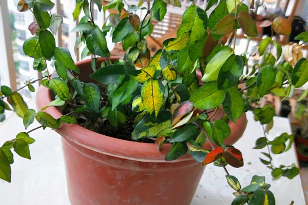 络石盆景的养殖方法，添加骨粉和磷钾肥可提高观赏性