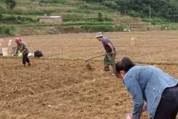 西葫芦怎么种植，注意剪除枯黄枝、虫害枝和病弱枝