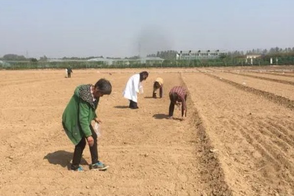 西葫芦怎么种植，注意剪除枯黄枝、虫害枝和病弱枝