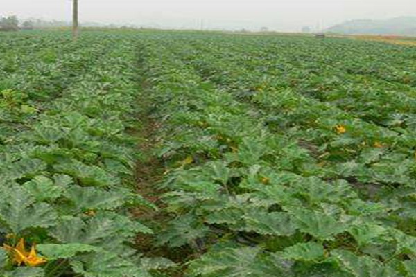 西葫芦怎么种植，注意剪除枯黄枝、虫害枝和病弱枝