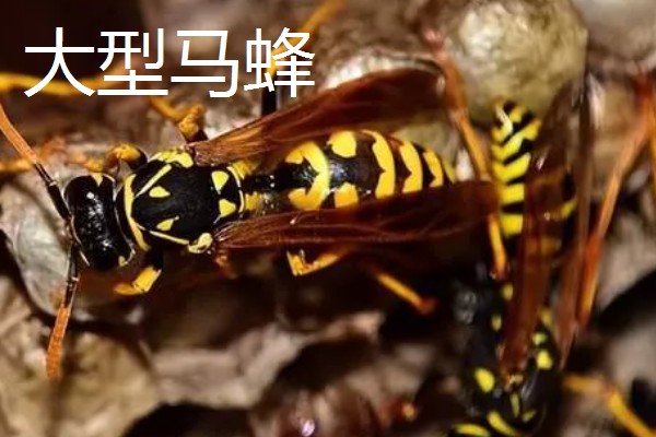 被马蜂蛰了有什么后果,被大型马蜂蜇到可能会致死